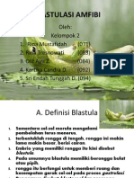 Blastulasi Amfibi