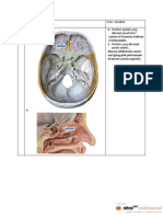 Le Anat 1 - Sensory System