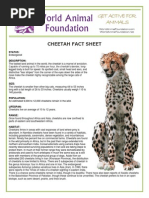 Cheetah