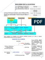 Metabolismo de La Glucosa PDF