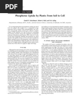 Download P uptake by Vuthy Chey SN213877886 doc pdf