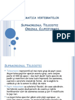 Proiect Vertebrate Ordinul Clupeiformes