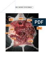 Internal Anatomy of Rat (Female) : Heart RIB Cages