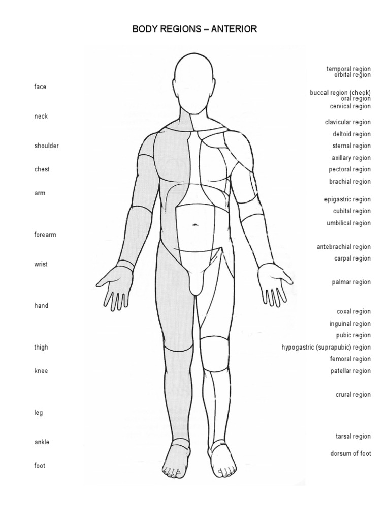 Anatomy: anterior u0026 posterior regions | pdf | joints | animal anatomy