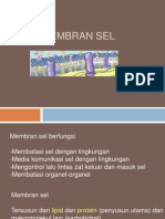 Membran Sel