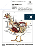 Anatomy Female Reproductive