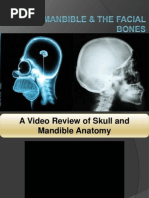 Download 104 Skull Mandible  the Facial Bonesppt by Sam Tagarda SN213986356 doc pdf
