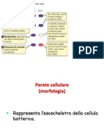 003cellparete, Capsula, Flagelli, 13