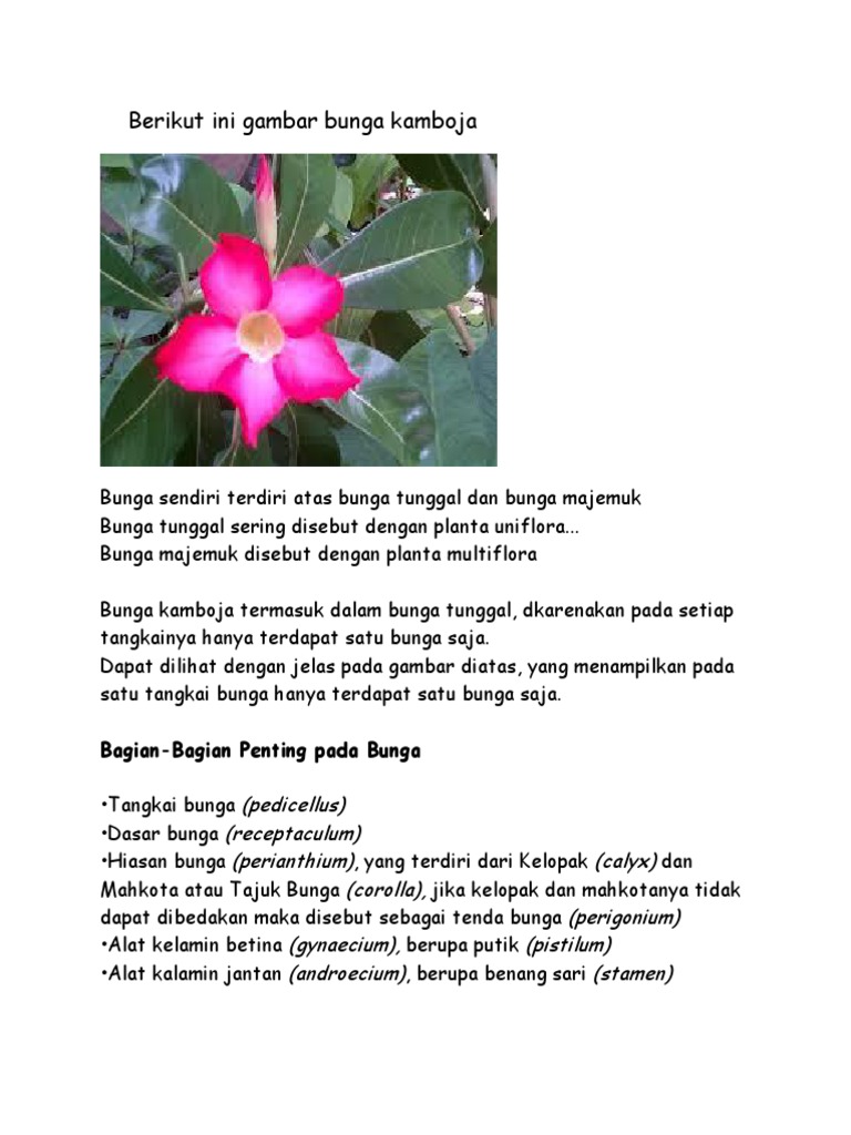 Berikut Ini Gambar Bunga Kamboja