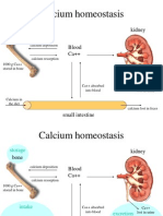 Calcium Homeostasis: Bone Blood Ca++ Kidney