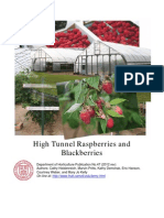 High Tunnel Raspberries and Blackberries 2012