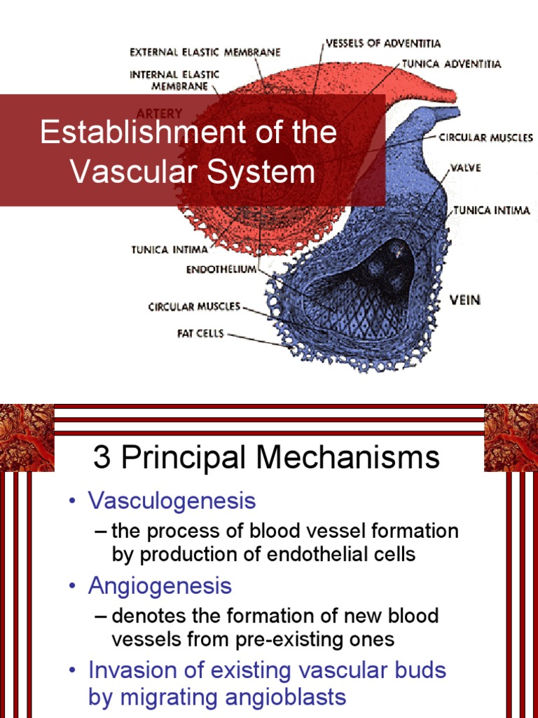 Vascular System Formation Explained | PDF