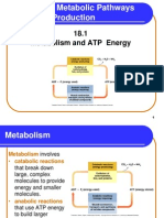 Chapter 18 Metabolic Pathways and Energy Production