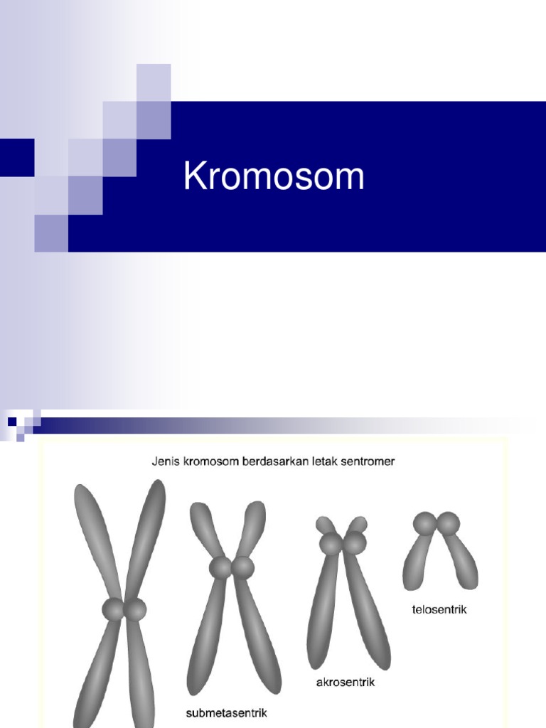 Kromosom Pdf