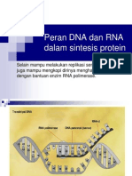 Peran DNA Dan RNA Dalam Sintesis Protein