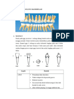 Morfologi Gigi Sulung Mandibular