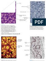 Atlas de Histologia Junqueira