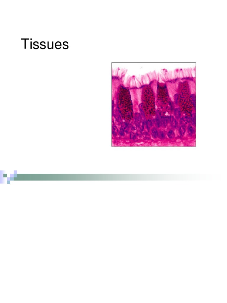 Tissues | PDF