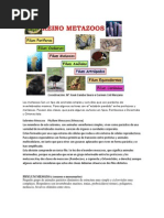 Origen de Los Metazoos