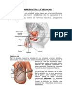 ANATOMÍA DEL APARATO GENITAL