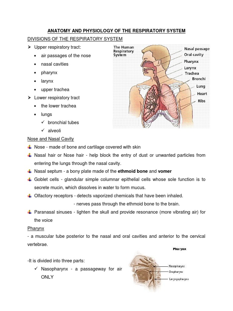 Anatomy and Physiology of the Respiratory System (Handouts) Lung Exhalation Free 30day