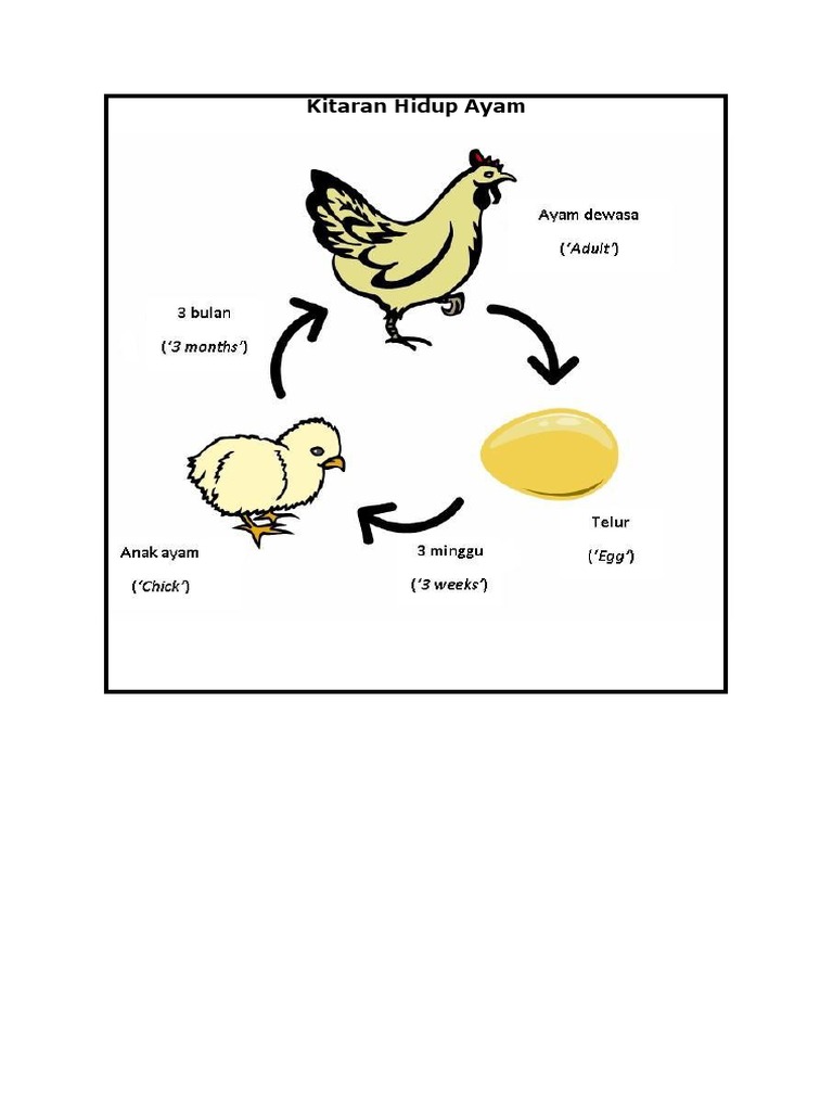 Kitar Hidup Ayam Youtube