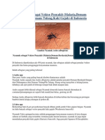 Nyamuk Sebagai Vektor Penyakit