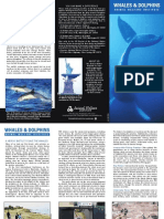 Whales and Dolphins PDF