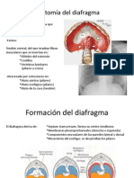 Diafragma Sergio (Anatomía, Embrio, Técnicas de Estudio)