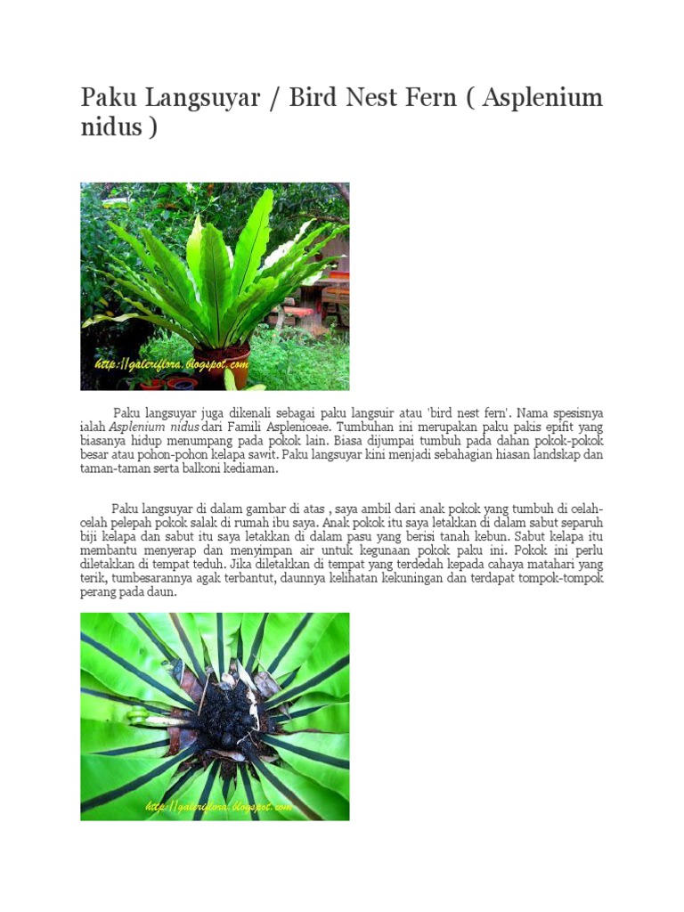 Paku Langsuyar Pdf