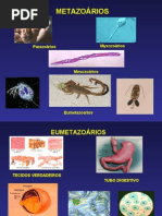 primeiras aulas Invertebrados