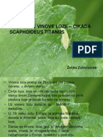 Stetocine Vinove Loze Scaphiodeus Titanus Zeljko Zahorjanski