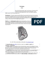 Anatomia Splinei/Spleen Anatomy