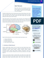 Anatomi Dan Fungsi Otak Manusia