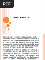Sistema Muscular