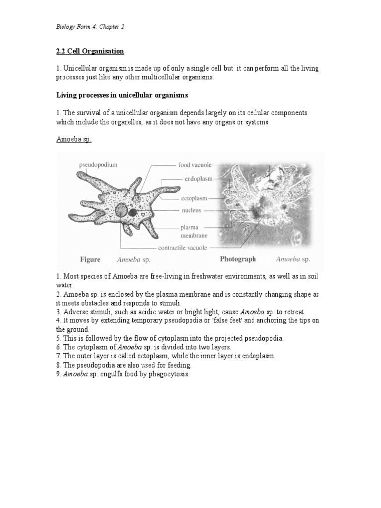 2.2 Cell Organisation: Biology Form 4: Chapter 2 | PDF | Tissue ...