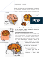 Cerebro Fisio
