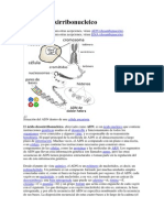 Ácido Desoxirribonucleico ADN, Su Estructura, Su Composición, Todo!!!!