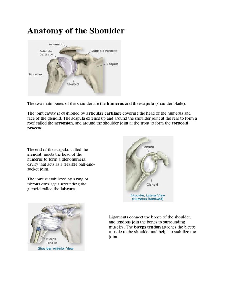 Shoulder Joint Anatomy Overview | PDF | Foreign Language Studies