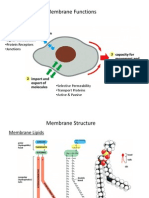 Membrane Functions: - Signal Transduction - Protein Receptors - Junctions