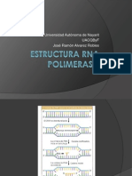 Estructura RNA Polimerasa