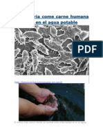 Bacteria come carne en agua potable