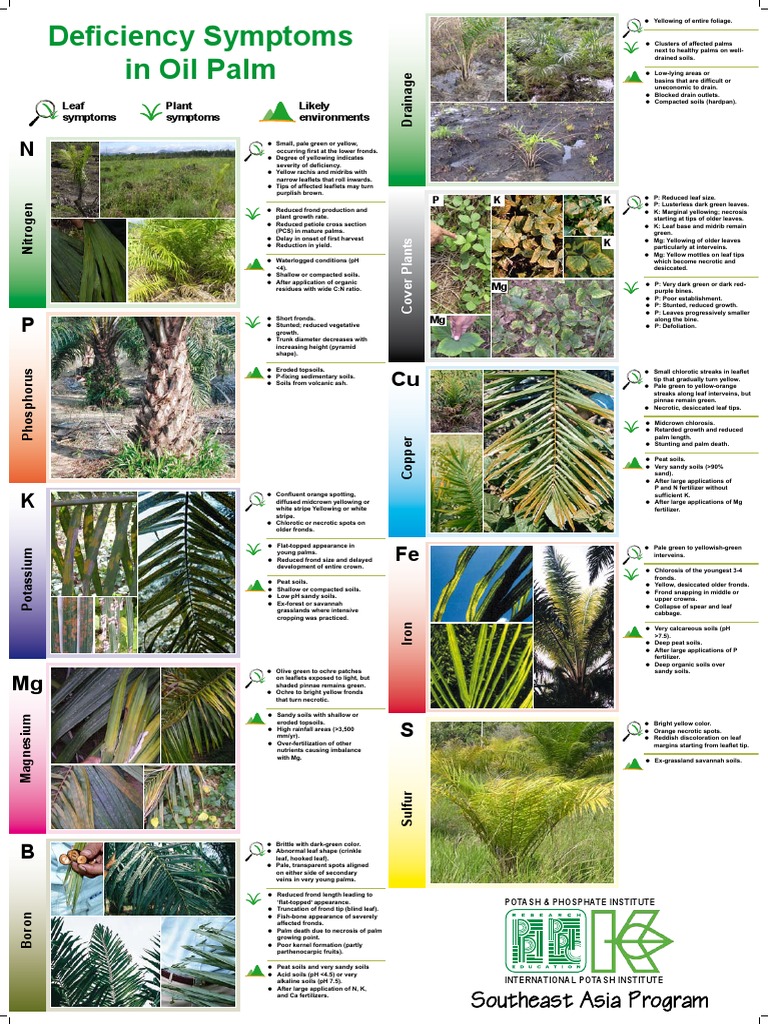 Oil Palm Nutrient Deficiency Symptoms | PDF | Soil | Potassium