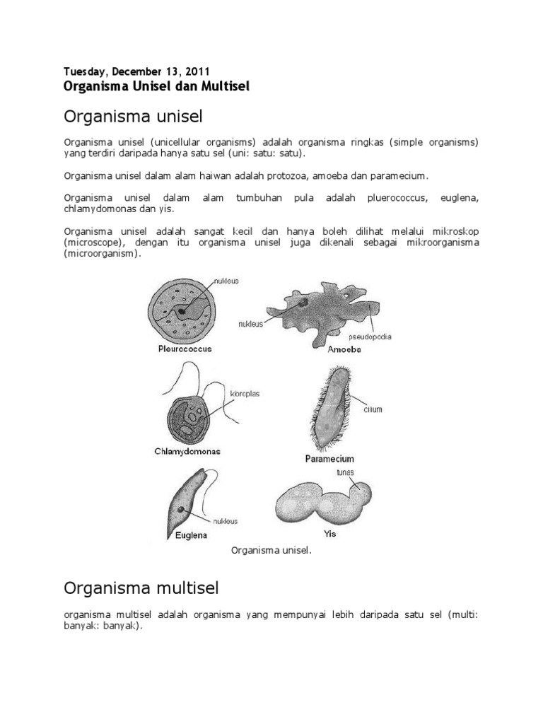Unisel Multisel | PDF