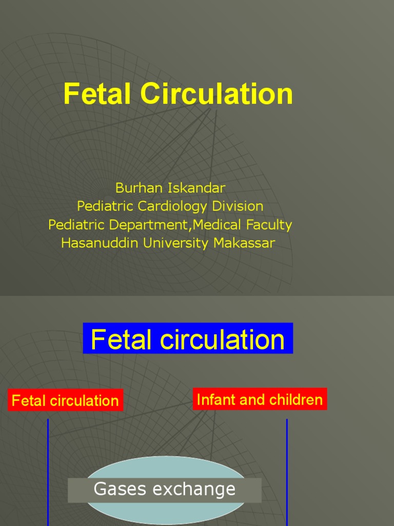Fetal Circulation An Overview of the Unique Circulatory Shunts and