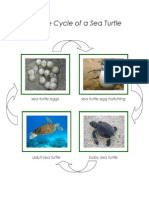 Montessori Lifecycle of A Sea Turtle