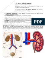 Ud 3º y 4º Aparato Excretor PDF