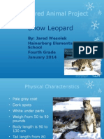 Snow Leopard