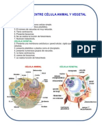 Diferencia Entre Célula Animal y Vegetal