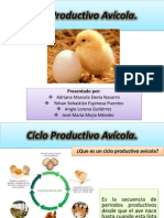 Ciclo Productivo Avícola Original.